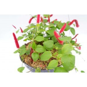 Tanaman hias Gantung Ekor Kucing (Acalypha) Bunga Gantung Ekor Kucing Berbunga