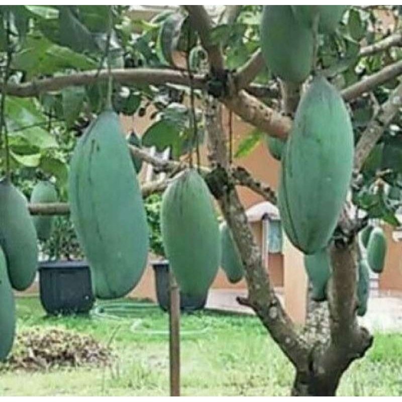Bibit mangga Kiojay SUPER JUMBO