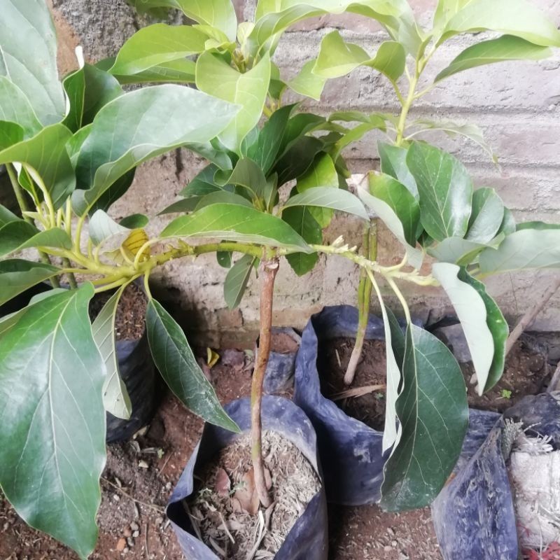 [promo] bibit buah alpukat daun lebat berkualitas terviral