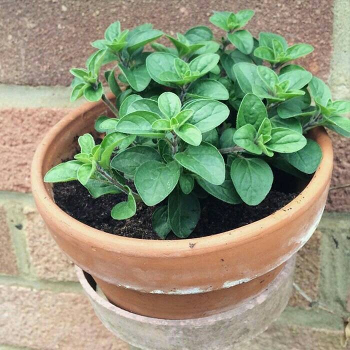 Tanaman Oregano - Tanaman Rempah Oregano - Tanaman Herb Oregano - Tanaman Obat Oregano