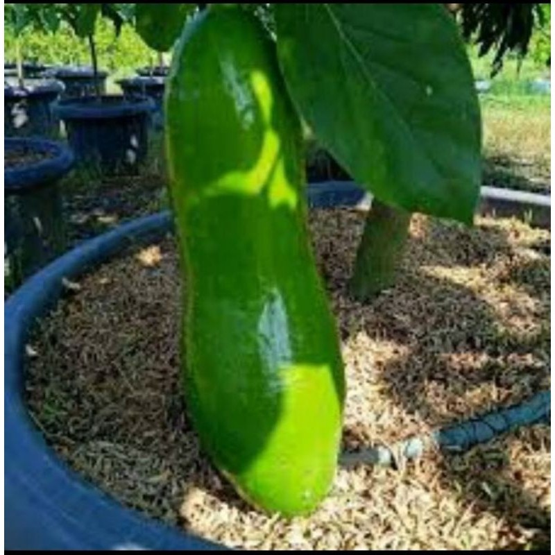 Bibit alpukat Kelud batang besar uk 1m