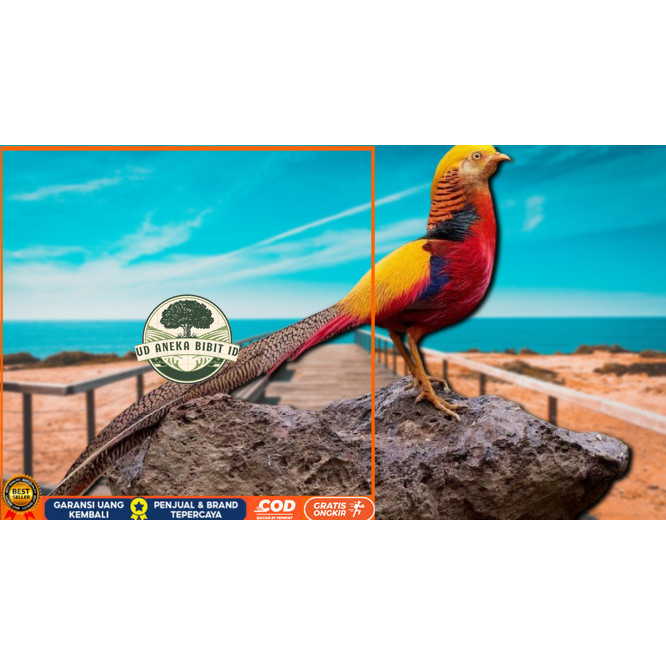 

telur ayam hias goldenpheasant bisa untuk di tetaskan UD ANEKA BIBIT ID