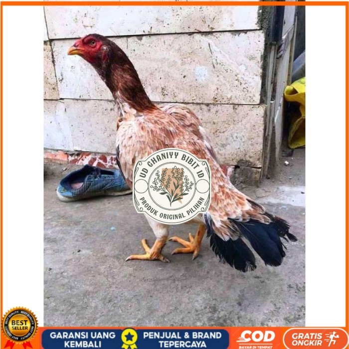 telur ayam aseel madras original berkualitas UD GHANIYY BIBIT ID