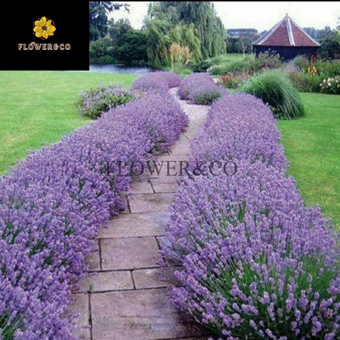 Bibit bunga lavender/tanaman hias bunga lavender