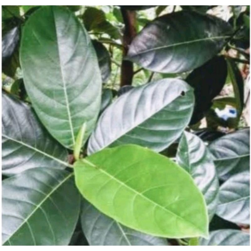 

daun nangka segar fresh..150 lembar/biji murah aja