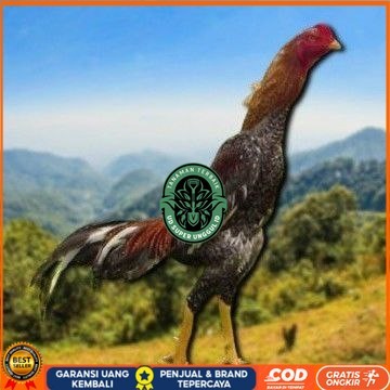 

Shamo Eropa Kelabu .Terlaris asli 100% UD_SUPER_UNGGUL_ID