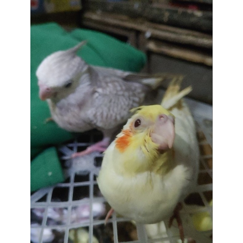 BURUNG FALK KUNING X WHITE FACE ANAKAN LOLOHAN SEPASANG
