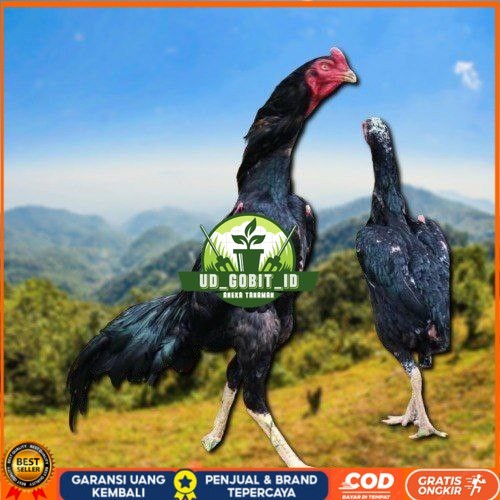 

Shamo Perfeck terlaris 100% UD_GOBIT_ID