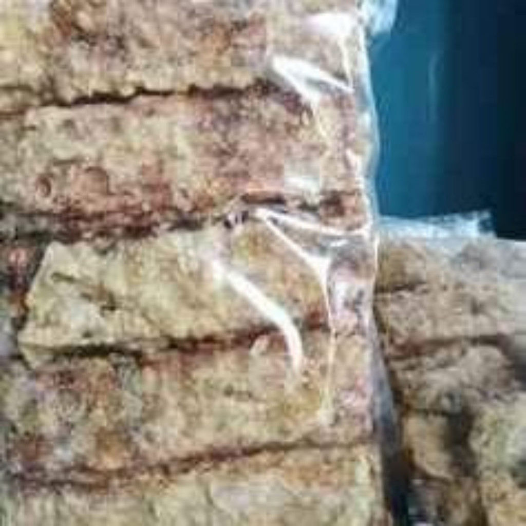 

TERMURAH pisang krispi pisang manis sale pisang sale pisang kering TERLARIS