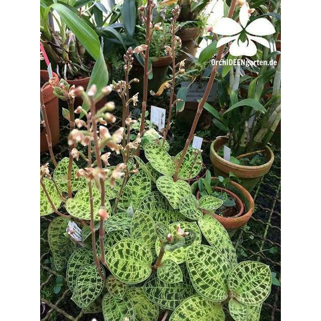 jewel orchid atau macodes petolla