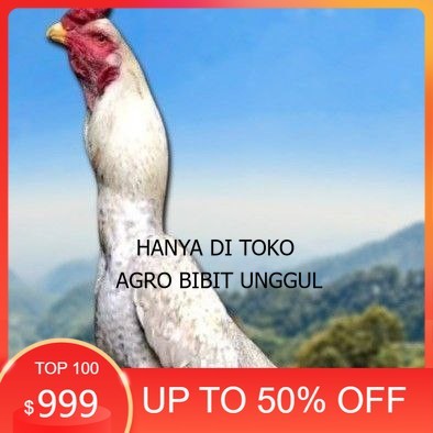 

telur ayam shamo berkualitas unggul agro.bibit.unggul