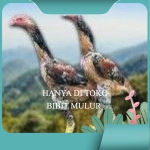 

telur tetas ayam shamo super berkualitas unggul