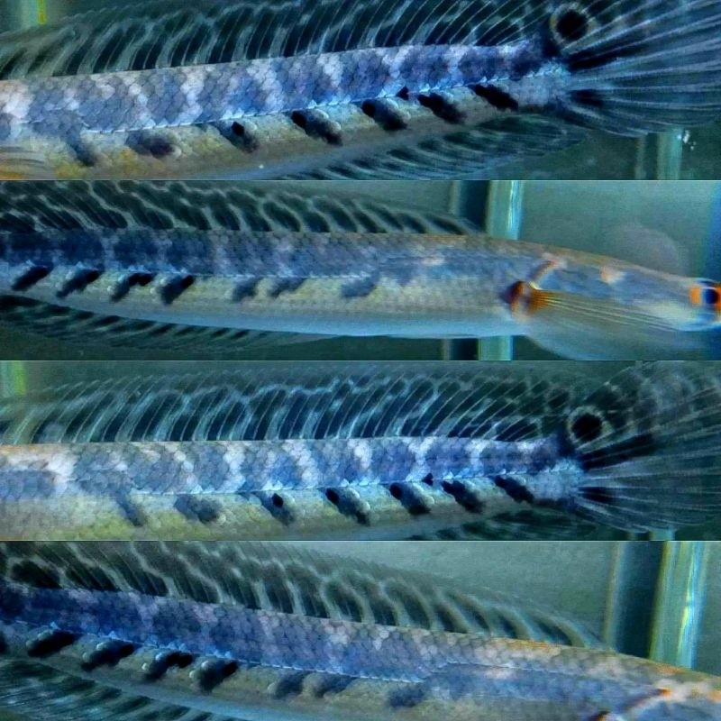 GARANSI 100% Chna maru ys/yellow Sentarum bahan sortiran terbaik maru ys calon batik atau size 4cm-1