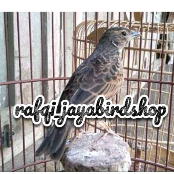 BRANJANGAN BORNEO JANTAN