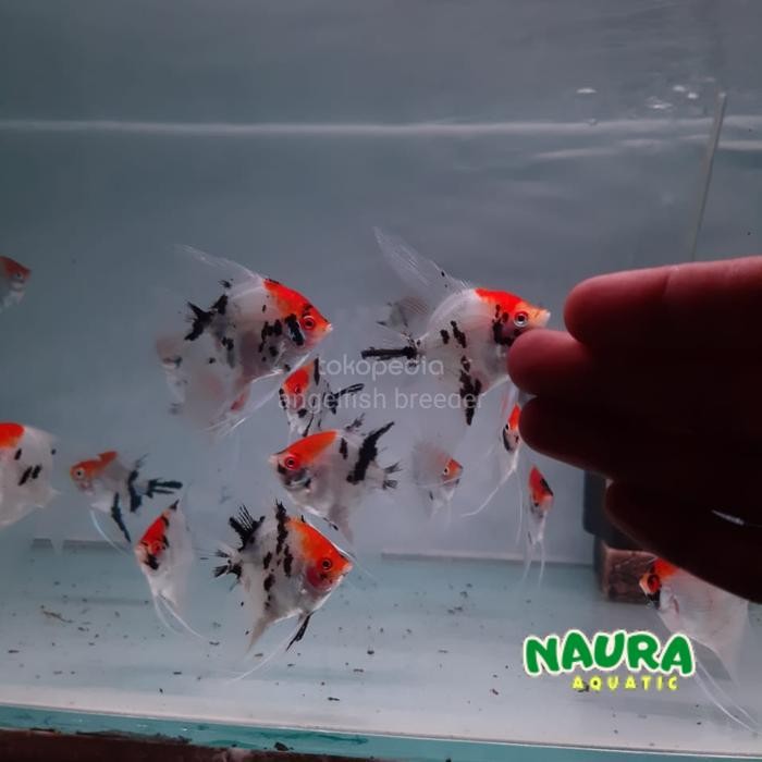 manfish koi good color kepala merah