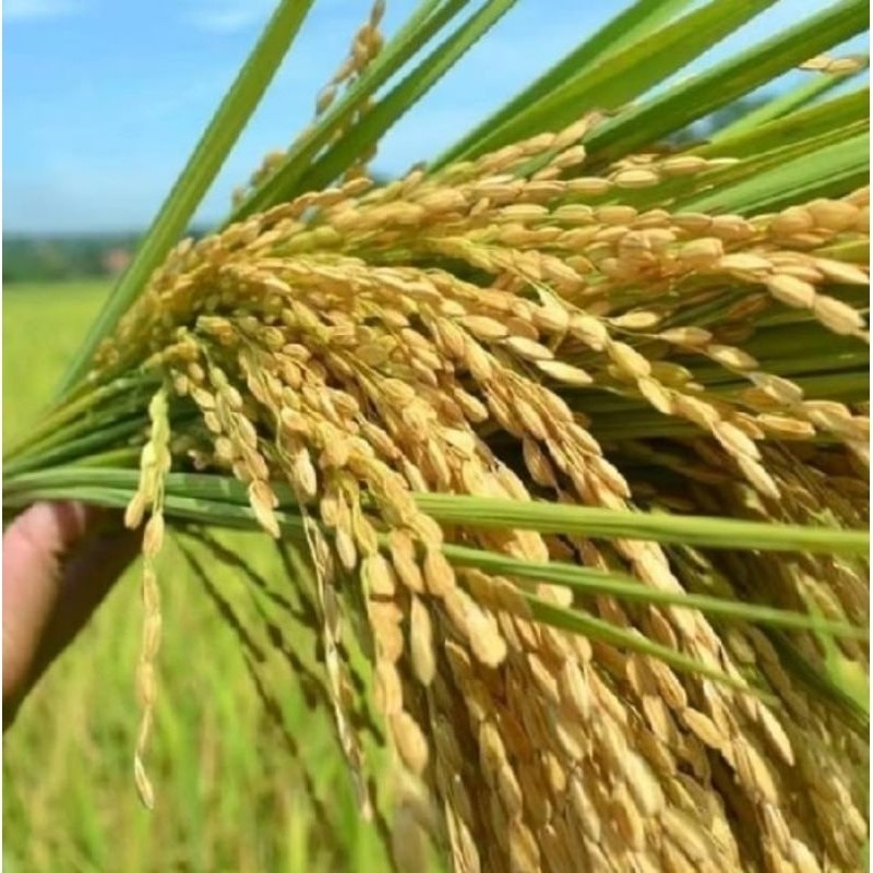 MURAH 500 GRAM BENIH PADI KETAN PUTIH GRENDEL SUPER PULEN LEGIT bibit benih padi ketan