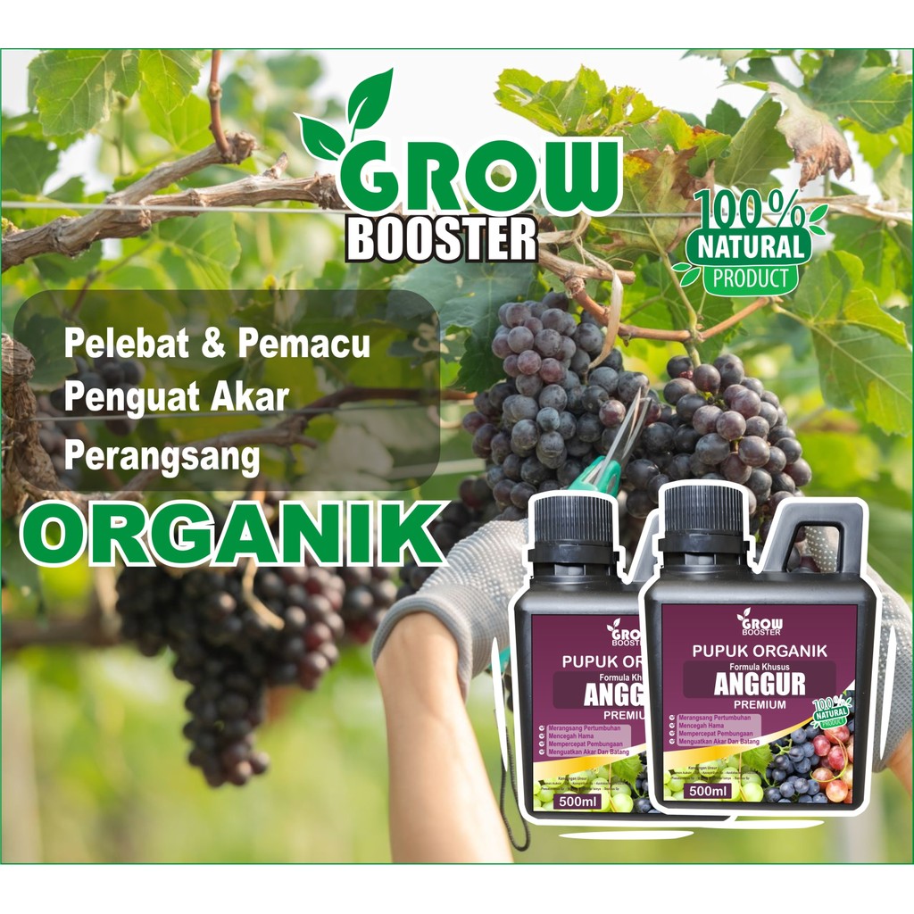 GROWBOOSTER - Pupuk Buah Anggur Kemasan 500ml | Pupuk Organik Cair Anggur | Pupuk Anggur