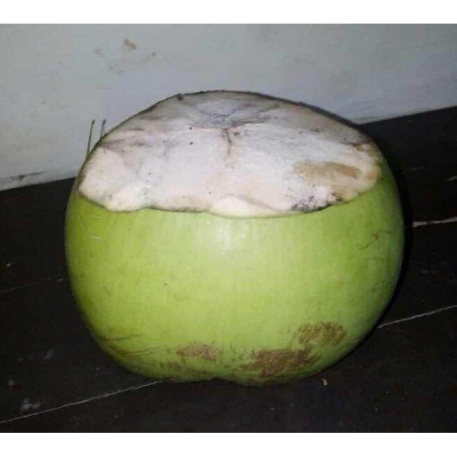 

Buah Kelapa Hijau Muda Langsung Petik Dari pohon