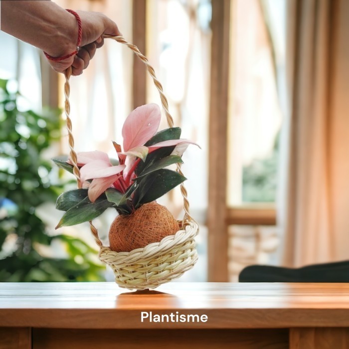 

Botanify - Pink Congo Philodendron Hampers Gift Kado Kokedama