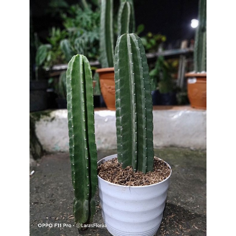 (BISA COD) Tanaman Kaktus Koboi JUMBO Tak mudah busuk / Pohon Kaktus Koboi 60cm / Bunga hias kaktus 