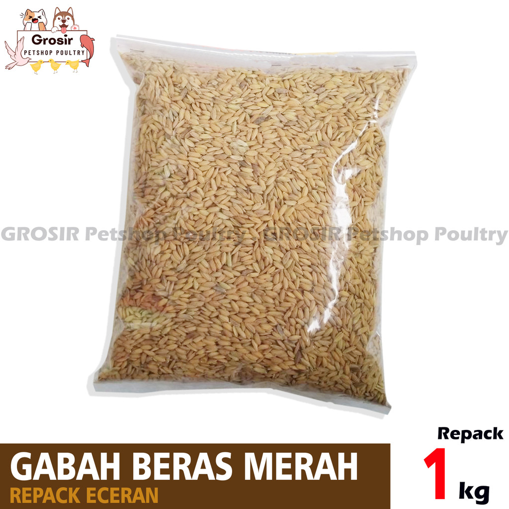 GABAH PADI / BERAS MERAH GABAH AYAM BERAS AYAM MAKANAN AYAM SEMUA RAS AYAM BURUNG MERPATI