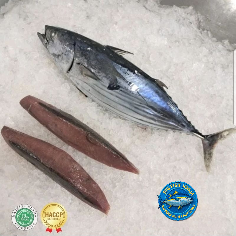 

Ikan Cakalang 1kg / Skipjack Tuna