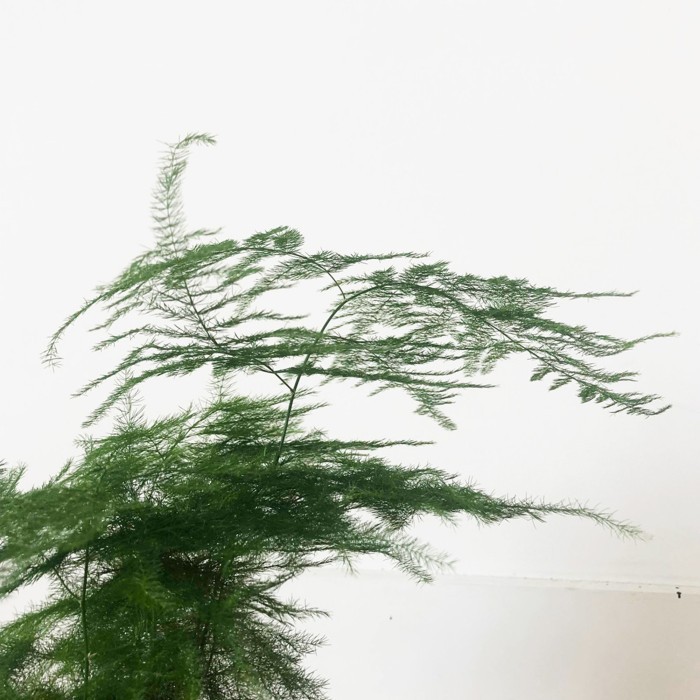 

LARIS -Mossball - Plumosa Fern Asparagus Plumosus Tanaman Hias Pakis