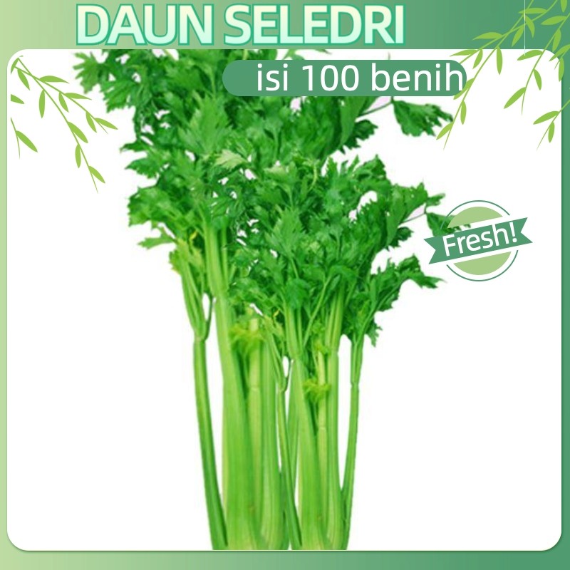 cocok untuk pemula-(1 PACK isi 100biji ) Benih Seledri Summer Green Daun Sop Chinese Celery Seeds