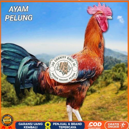 

telur ayam pelung jumbo super bisa untuk di tetaskan fertil UD GHANIYY BIBIT ID
