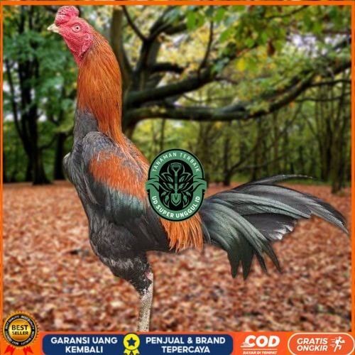 Telur Ayam Pakhoy White King Vertil Siap Di Tetaskan Jaminan Super Oiginal Bergaransi ori UD_SUPER_U
