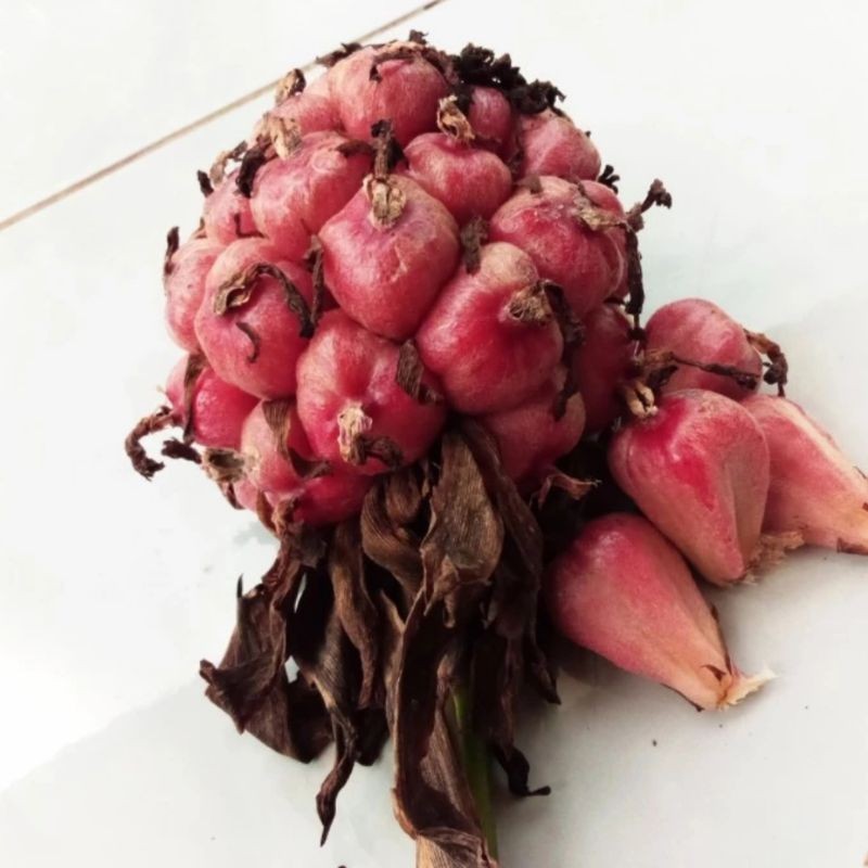 

Buah honje segar organik murah 500gram COD