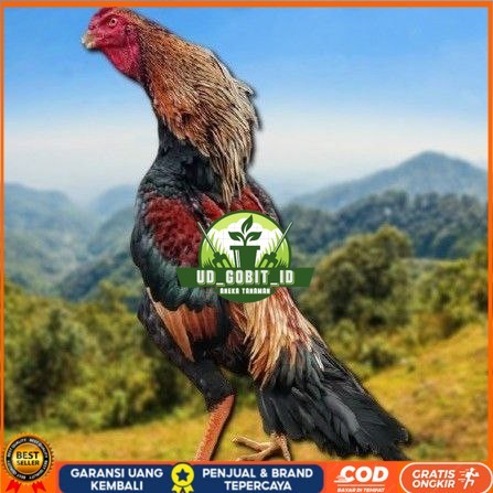 

telur tetas ayam shamo japan UD_GOBIT_ID