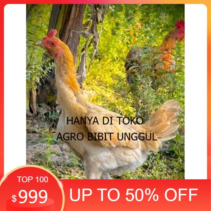 3pcs telur  ayam Plucker/Plakerr mewah(telur fertill) original berkualitas agro.bibit.unggul