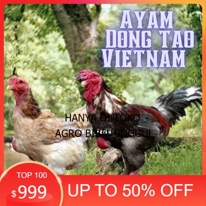

telur ayam dong tao vietnam ori bisa untuk di tetaskan vertil original berkualitas agro.bibit.unggul