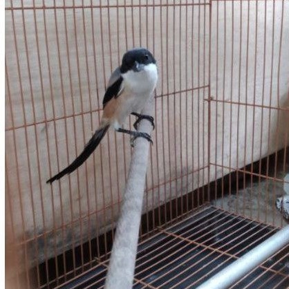 PENTET JAWA TIMUR BAHAN RAWATAN