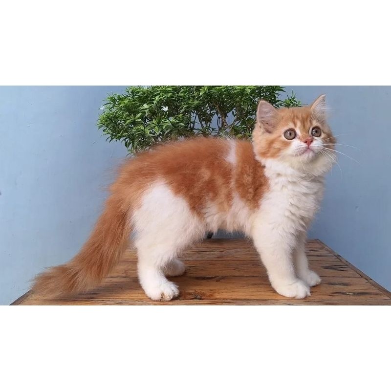 KUCING PERSIA MEDIUM BETINA 2 BULAN OREN PUTIH LUCU