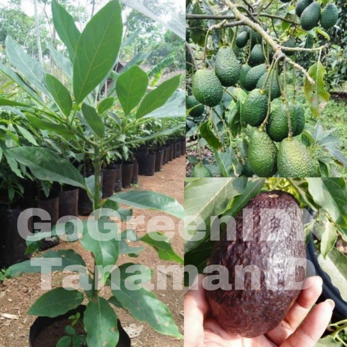 Bibit Tanaman Alpukat Hass | Alpukat Has Okulasi