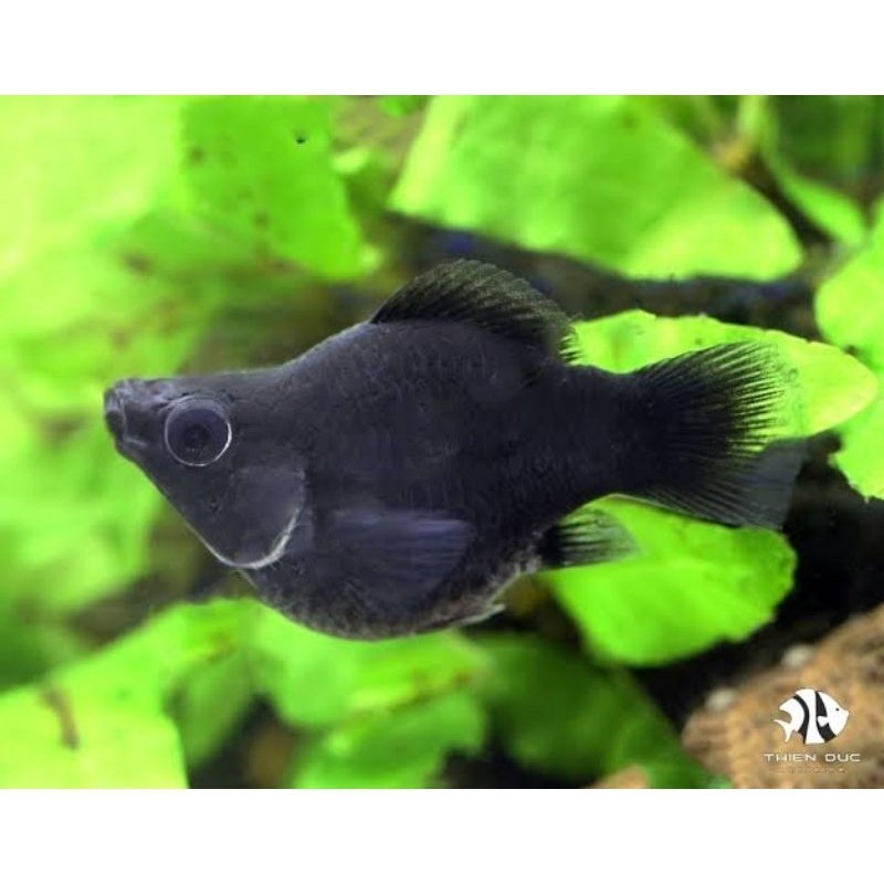 

BLACK MOLLY Kebutuhan Aquascape