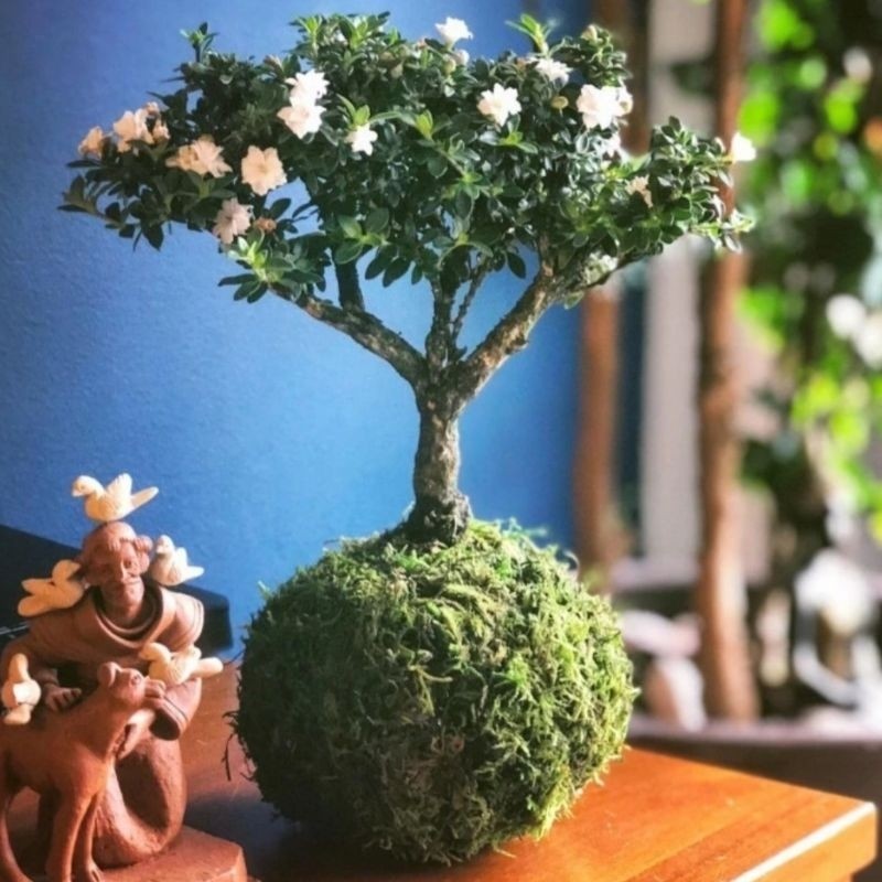 Mossball Azalea Bonsai | plantzone
