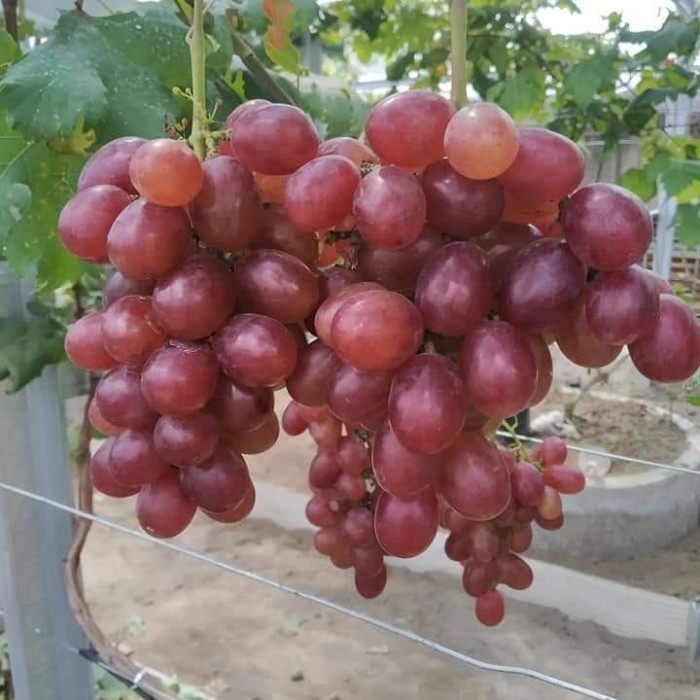 Bibit Buah Anggur Import Caroline - buah anggur Caroline