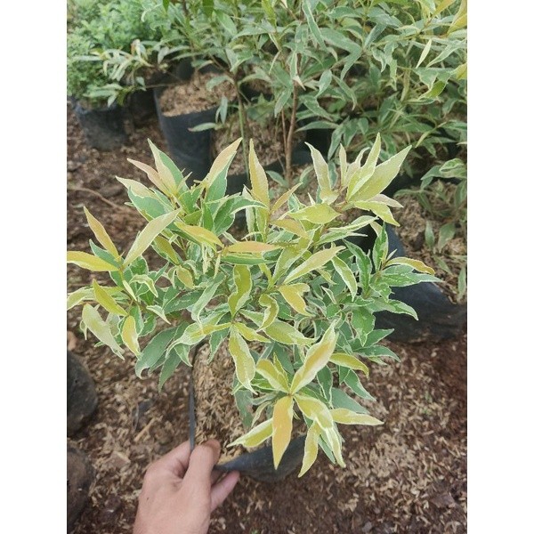 Tanaman Hias Pucuk Merah Varigata Murah - Tanaman Hias Hidup Pucuk Merah Variegata -Pohon Pucuk Mera