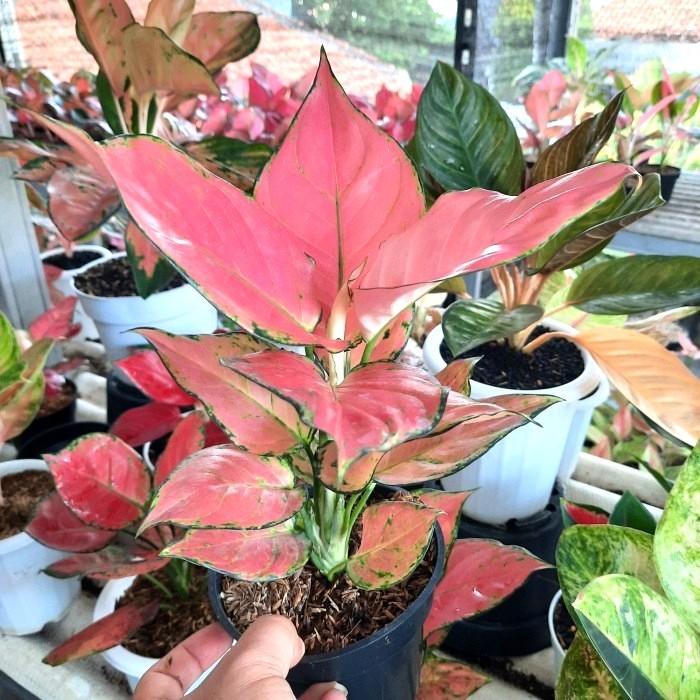 aglonema pink katrina