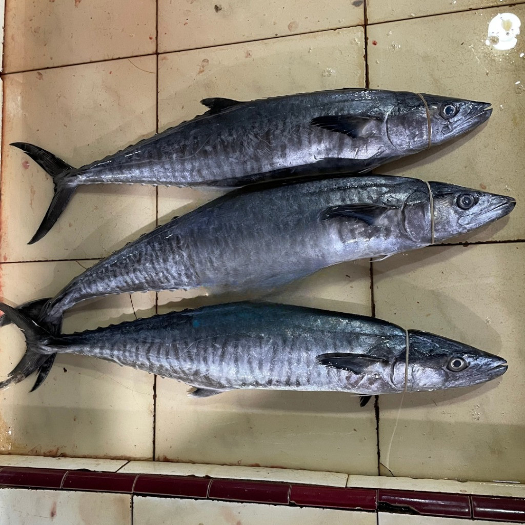 

Ikan Tenggiri Segar per kg