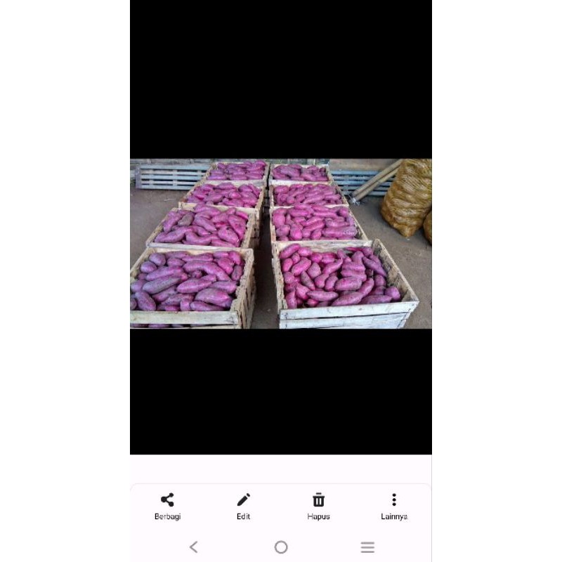 

TERMURAH ubi ungu 1kg 10.000