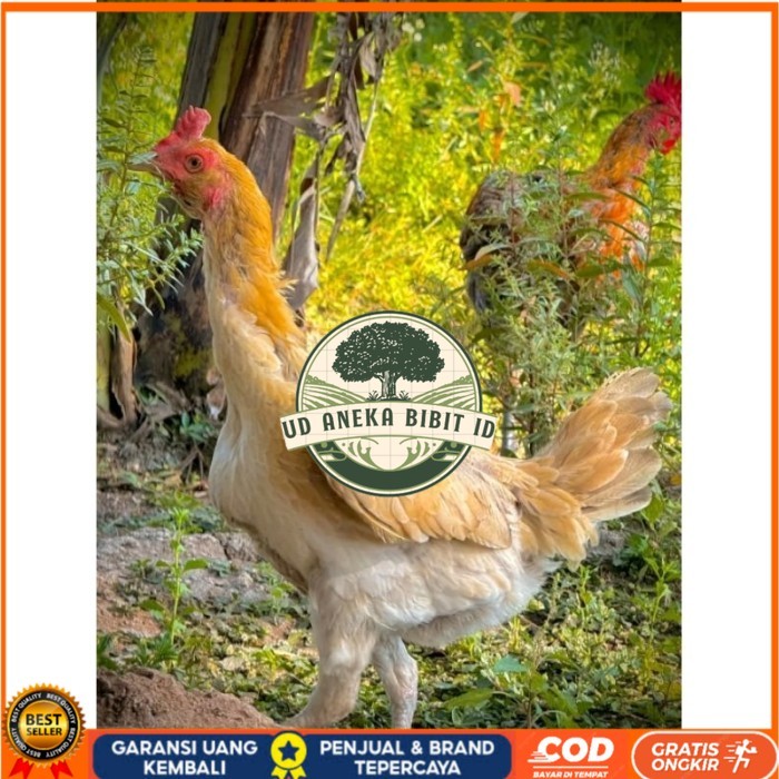 ayam Plucker/Plakerr mewah(telur fertill) original berkualitas UD ANEKA BIBIT ID