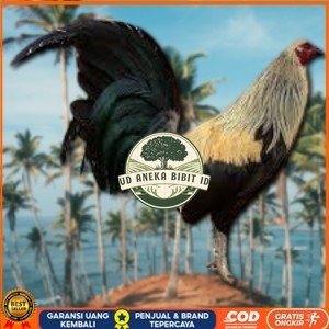 

telur ayam philipin asli AK47 bisa untuk di tetaskan bergaransi UD ANEKA BIBIT ID