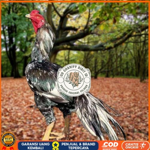 

Telur Ayam Pakhoy Trah Pitt Bull Vertil Siap Di Tetaskan Jaminan Super Oiginal Bergaransi UD GHANIYY BIBIT ID