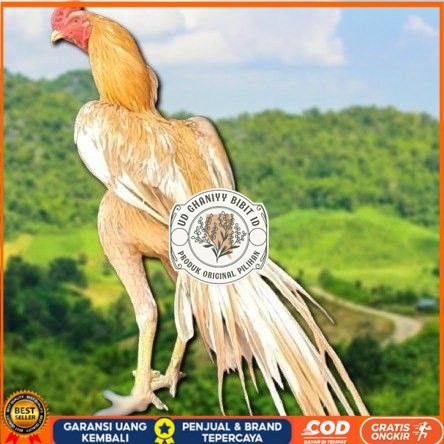 

telur ayam ekor lidi original bisa untuk di tetaskan super UD GHANIYY BIBIT ID