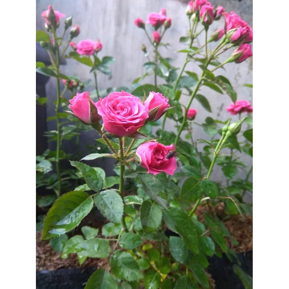 Tanaman Hias Mawar Sudah Berbunga | Bunga rose | Kembang mawar | Mawar