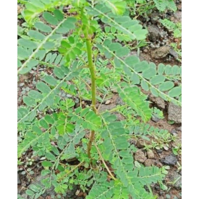 

daun Meniran segar obat herbal